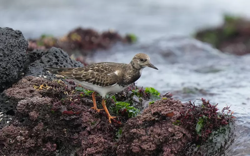 异地恋三个月后分手 我想挽回男友可以吗