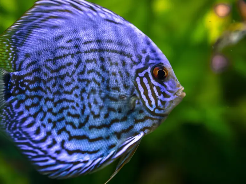 单身主义的前任，跟我分开一个月后就嫁人了