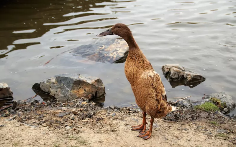 老婆生气了，打了她怎么挽回？