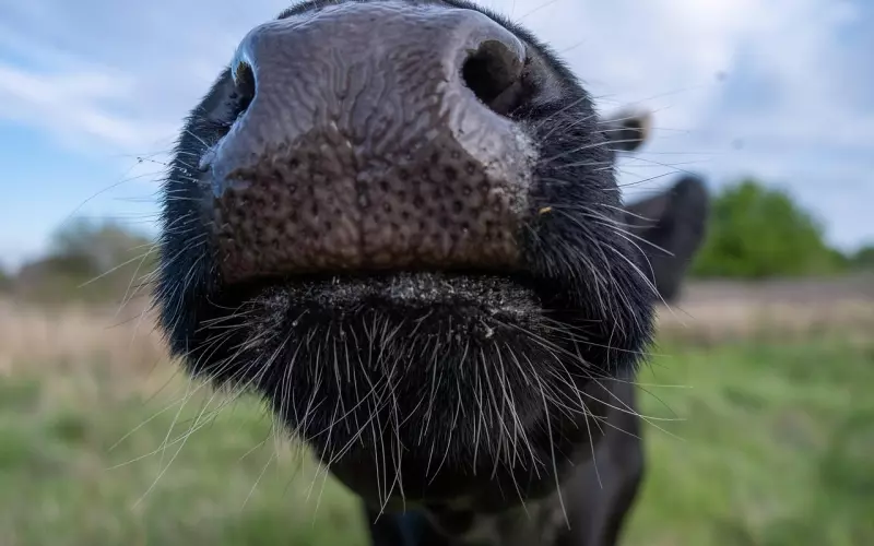 老婆精神出轨，过不了心理那关该怎么办？