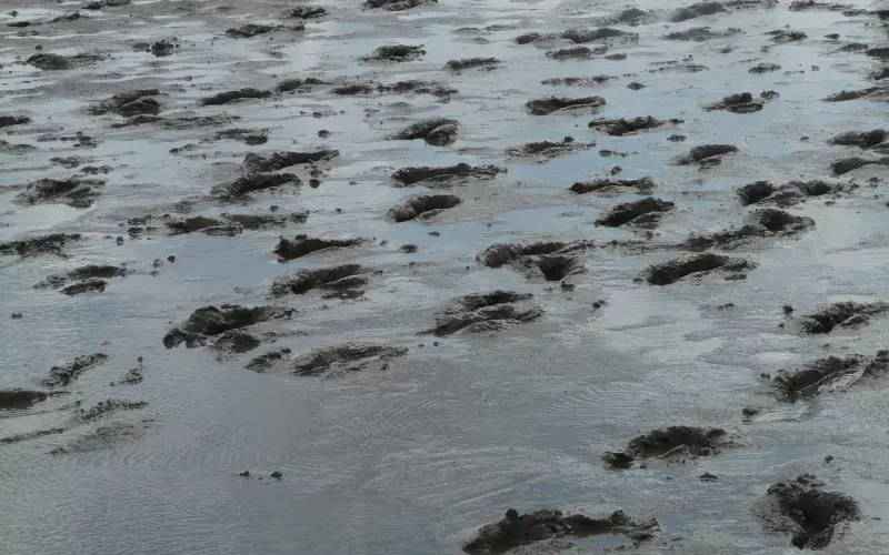 网易云热评：“公子一身清白，何苦趟我潭浑水！”