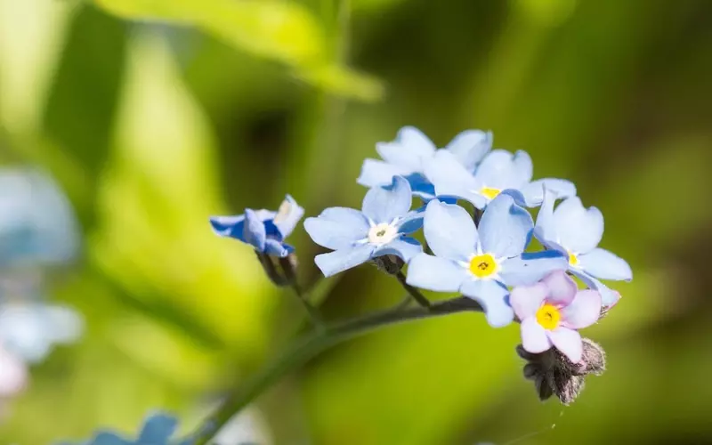 网易云音乐经典热评：如果我睡觉时流了眼泪，别叫醒我，她在梦里