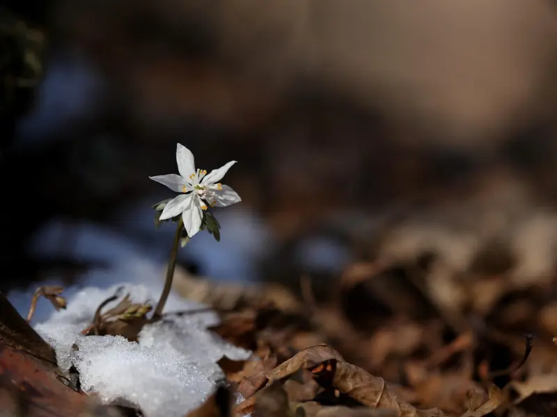 网易云音乐热评——想来也真怂 那么想你 也不敢打扰你