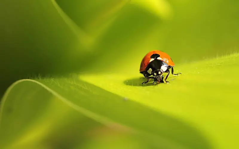 异性关系再好，也不要在微信上如此称呼对方