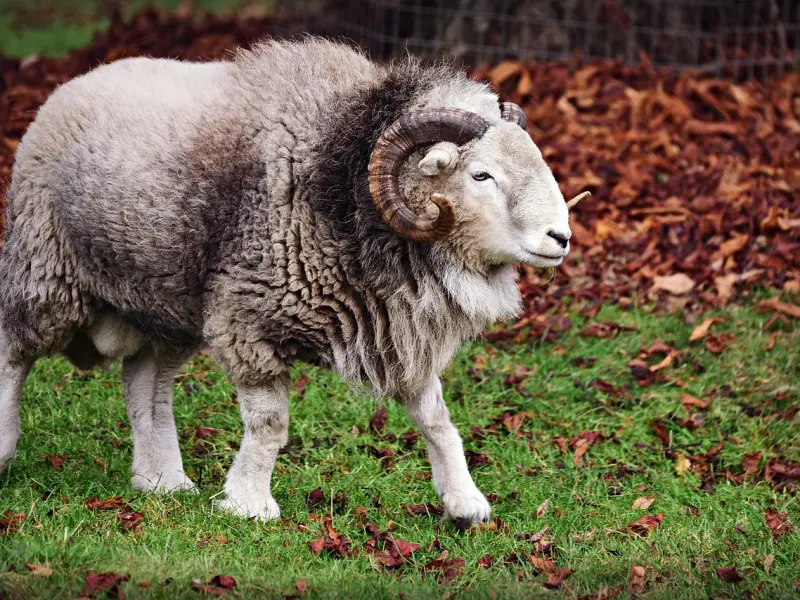 不是每个人，都可以在白羊座的心里兴风作浪