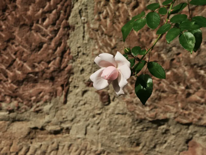 女人一旦对你“动情”，就会毫不犹豫给你这4样东西，准