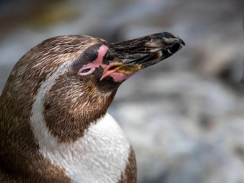 女人一旦动情，就一定不会拒绝这三件事情