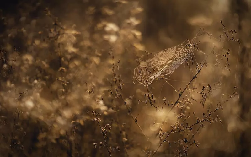 网恋即将奔现，女生提出让男生转1588元：为什么网络恋爱需谨慎？