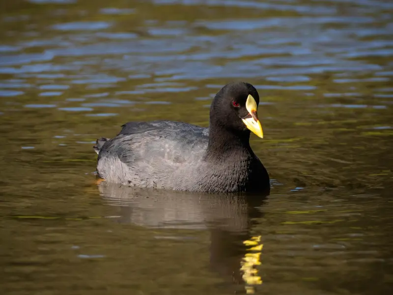 男人爱上你后，才会有这三个“傻傻”的表现，别错过了