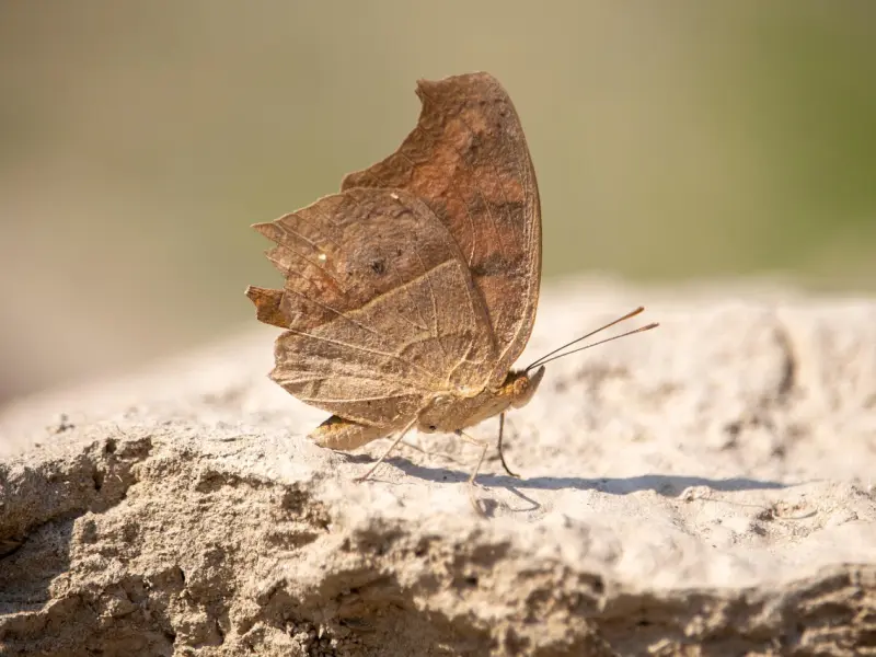 只有动了情的人，才会有这六种表现，你有过吗？