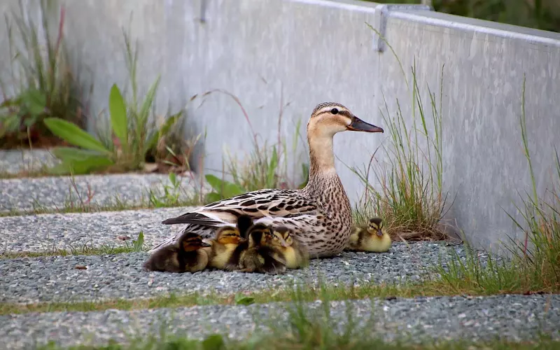 失去了才懂得珍惜怎么挽回