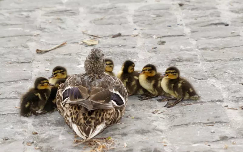 异性双方一直保持暧昧关系，却不在一起，八成有这四个原因！