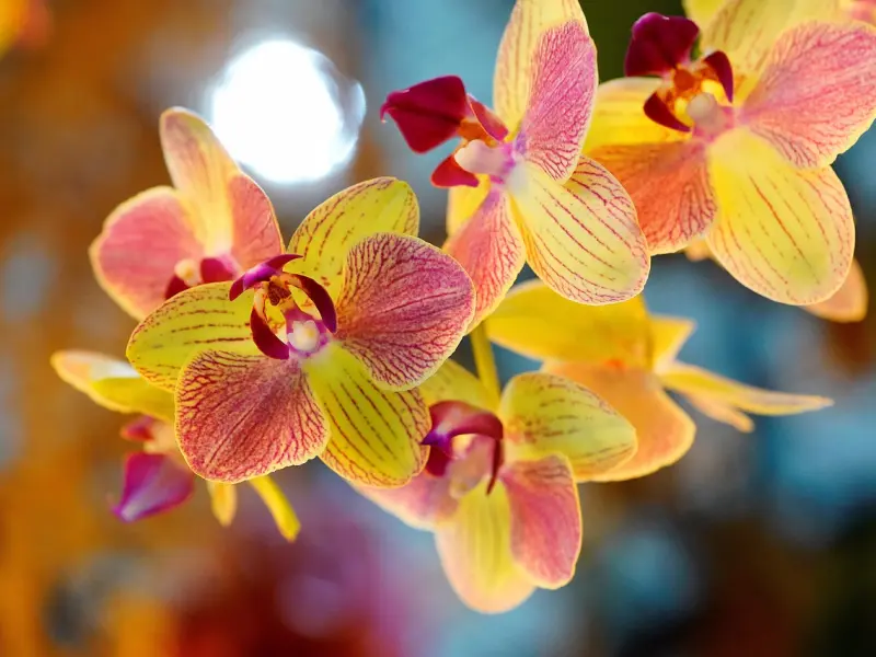 ❤《中国普通结婚流程》❤