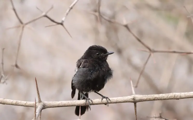 【泡学杂谈】异地恋情感维持10法则