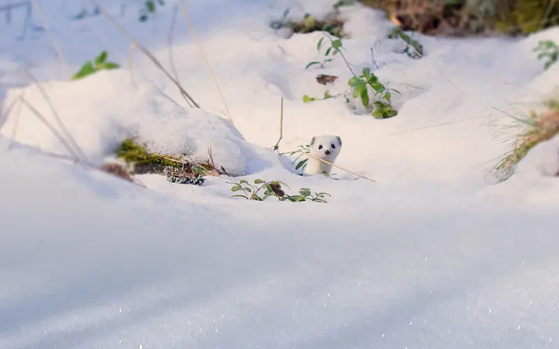 人啊，咋活都是累！