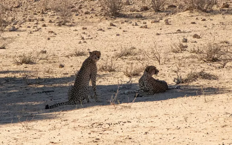 失恋的人要懂：这样挽回，是最快的