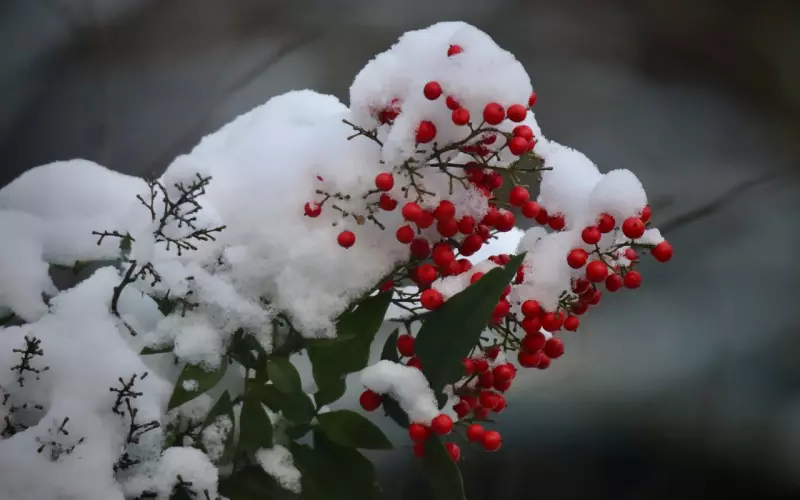 钢琴伉俪郎朗吉娜：优秀的女人是怎么做到既有主见又被宠爱的？