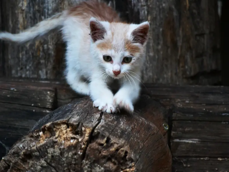 挽回女友的诗，句句真心，总有一句打动她