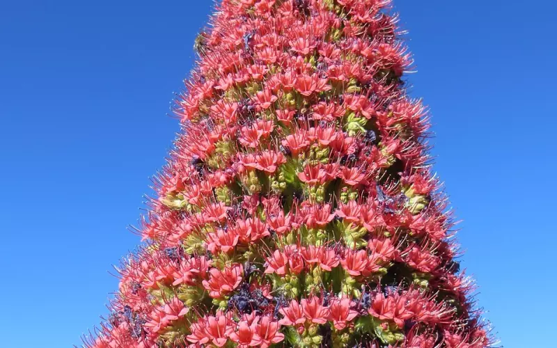 全泰十大圣僧科普