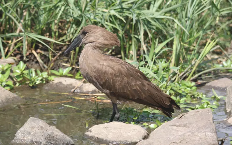 降头术科普（一）
