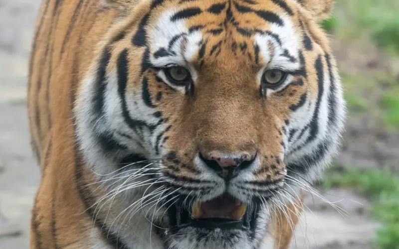 积极进取的“财务女”阳仔