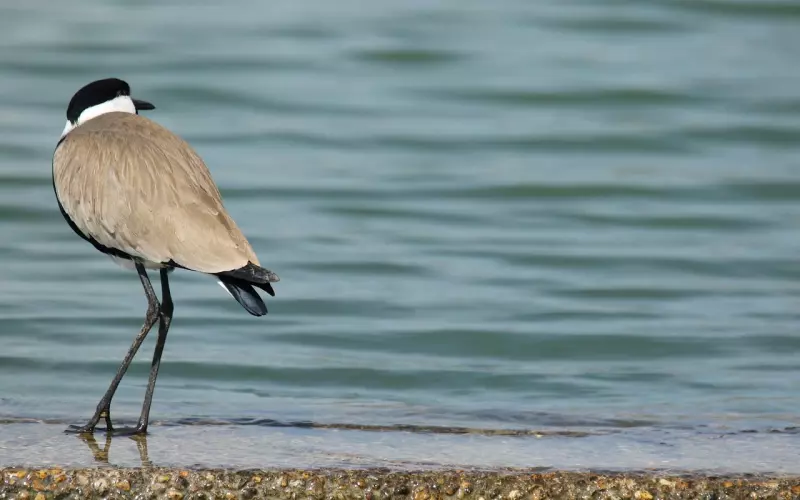 晚安心语正能量短语 晚安正能量朋友圈短句