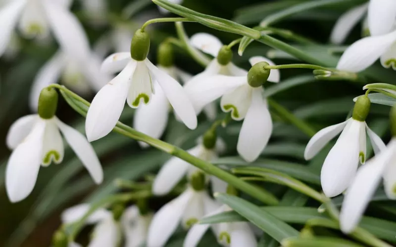 「国土力量」凝聚全泰僧众力量的佛牌系列