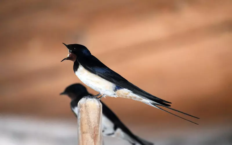 未婚先孕，一个人吞下所有苦果