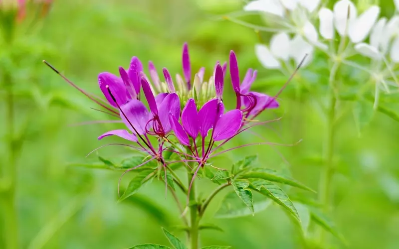 泰国佛牌佩戴中期的心理调整