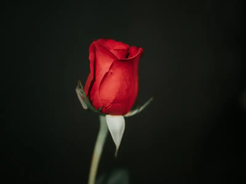 问答 | 男人不想结婚的理由，你知道多少