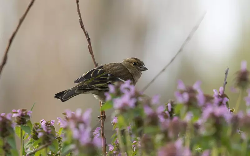 十二生肖好老婆排行榜，看看你排第几？