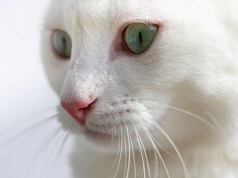 真人案例丨婆媳不和，竟成了男人不回家的理由