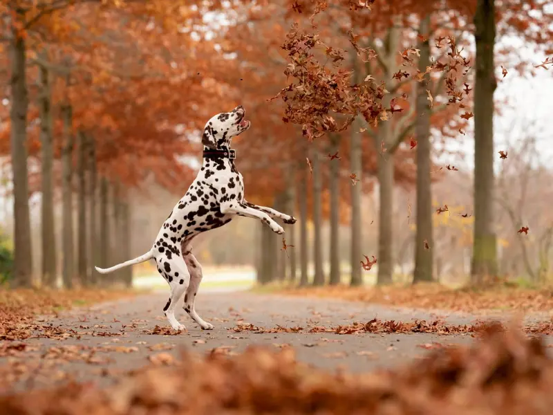 真人案例丨异地恋+第三者，她成功挽回男友！