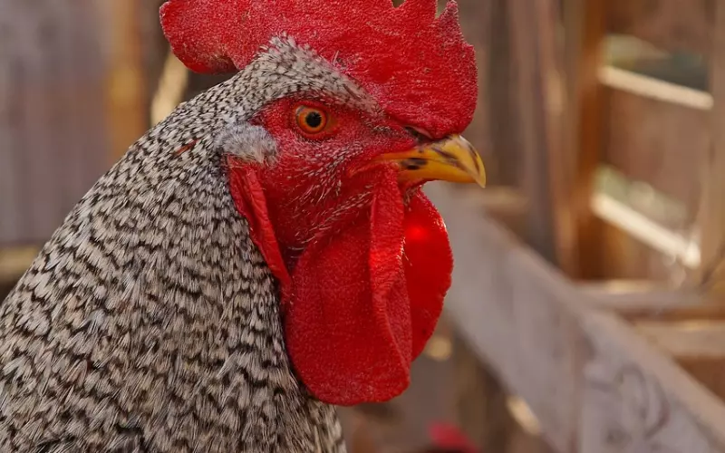 真想 | 探探刷妹的背后？