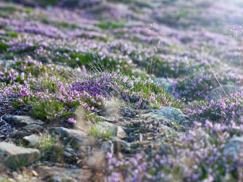 推荐适合失恋听的疗伤歌曲