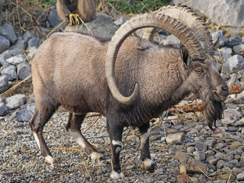 摩羯男友挽回：教你正确的挽回男友和前任的爱情