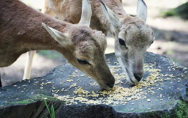 挽回出轨的老公：小三最怕原配做这些事儿