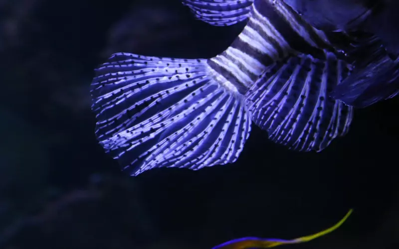 挽回双鱼座男友：双鱼座男朋友说分手怎么做？教你快速挽回他