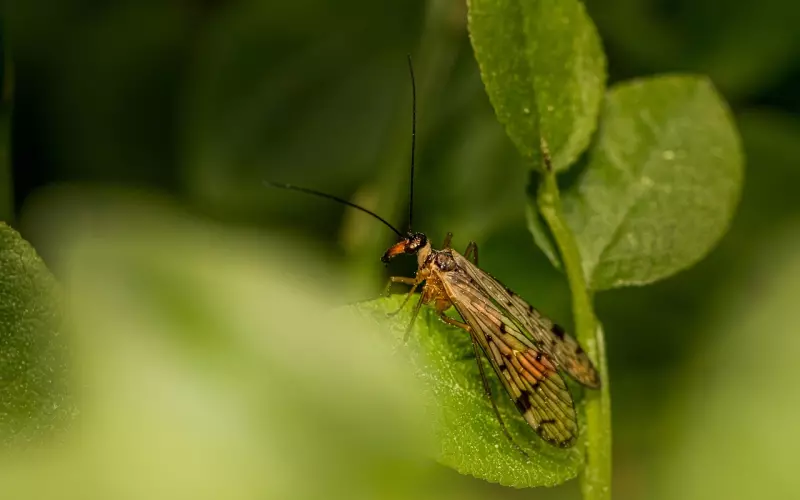 挽回天蝎座男朋友：带你进入挽“蝎”绝对领域，破除蝎子无解魔咒