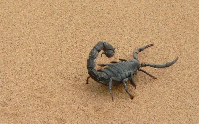 挽回魔蝎男：93%成功率让你魔蝎男友面前成为焦点！