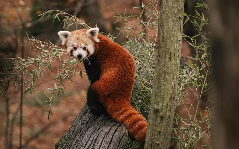 异国恋分手挽回：维持异国恋的4个小秘密，你还不知道吗？