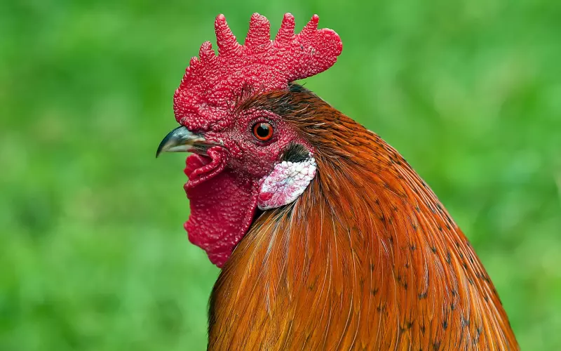 （挽回女友）小雄咨询体会