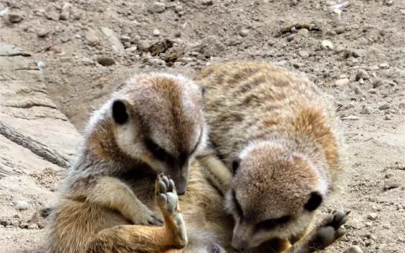 挽回男友：想知道怎么提高挽回男友的成功率吗？