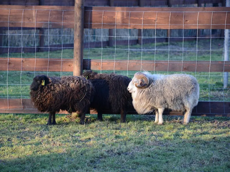 挽回星座男友：有效挽回白羊座男友方法，争吵动手了如何挽回爱情