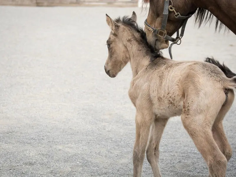 婚姻危机挽回：小三逼离婚，原配怎么挽回老公