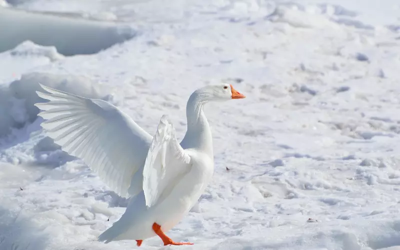 挽回大师告诉你，错误挽回能带来更大的伤害