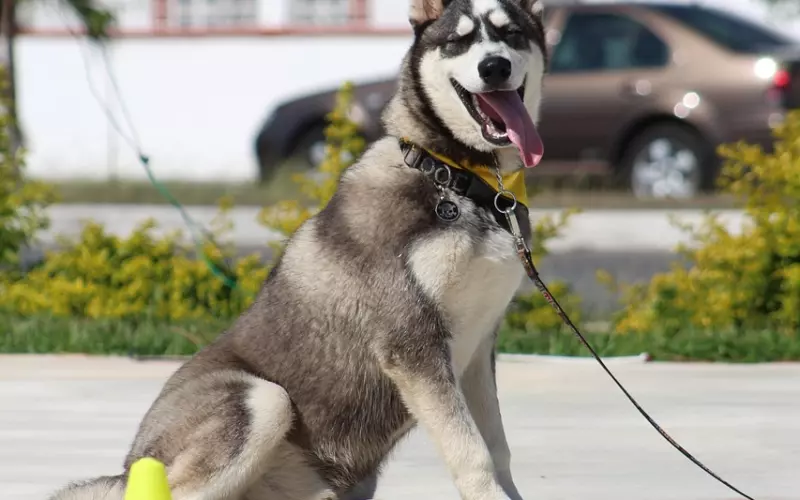 挽回技巧之 拒绝“服从”