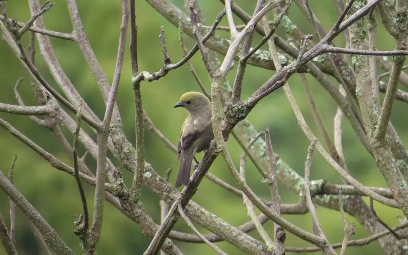 挽回有时需要先整体后局部