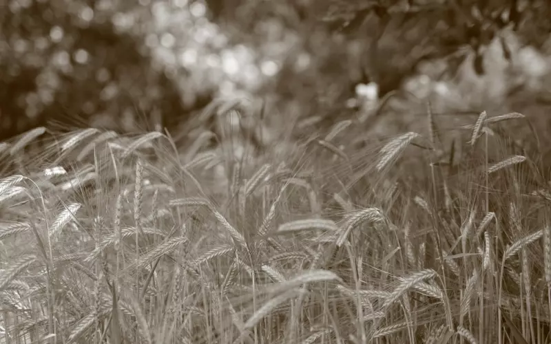 挽回，哪些情况需要制造稀缺性与重刷印象