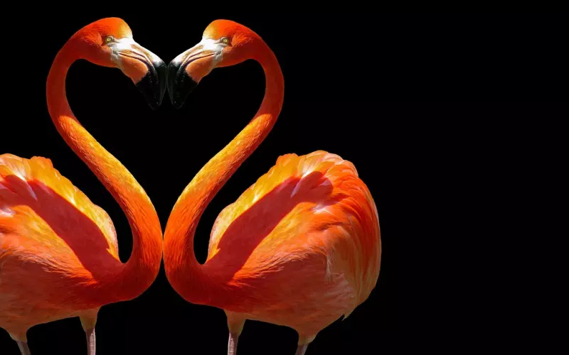 挽回爱情-“述情障碍”，用三种情绪，彻底把前任的心勾回来